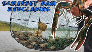 Download lagu Penangkapan Ikan Redclaw di Bendungan Somerset (Banyak sekali ikan Redclaw besar!!!!!!) mp3
