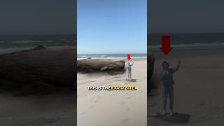 I Investigated the Exploding Whale Incident 🐳🤯