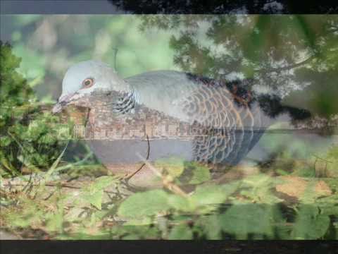 KLAPA ŠIBENIK - GARLICA JE PROPIVALA