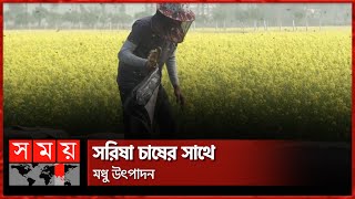 সাতক্ষীরা জেলায় সরিষা ক্ষেতে মৌচাষ এবং বাড়তি উৎপাদনের আশাবাদ কৃষি বিভাগের