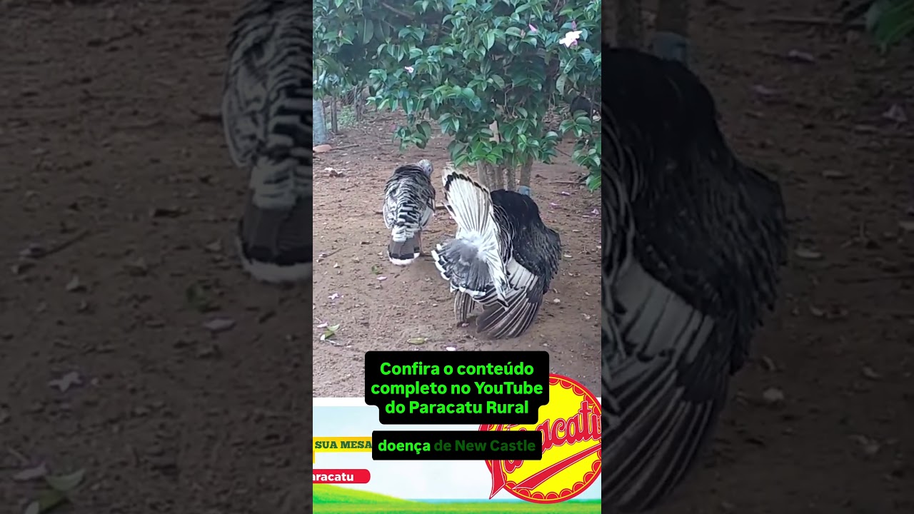 Foco de Doença Newcastle Confirmado no Brasil! Chuvas Impactam o Hortifrúti.