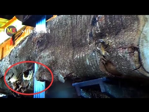 MENYERAMKAN Wujud kayu jati langka bermata berlian..jangan coba-coba dengan kayu ini