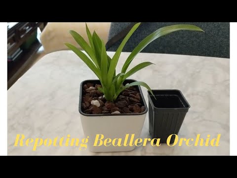 Aliceara (Beallera) Orchid | Repotting into Self Watering with Spagnum Moss: Oncidium Intergenerics