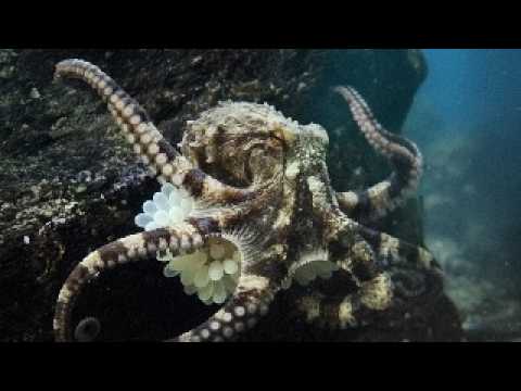 World’s Most Venomous Predators