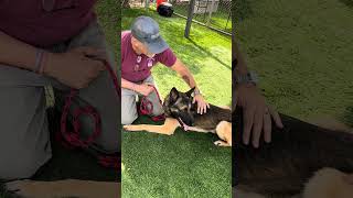 Video preview image #1 German Shepherd Dog Puppy For Sale in Pasadena, CA, USA