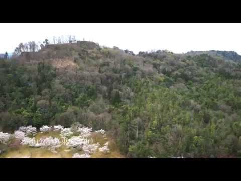 桜の名所　鏡山公園（東広島市）