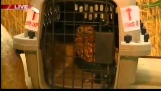 preview picture of video 'GDW6WED New burrowing owl at the NEW Zoo in Suamico'