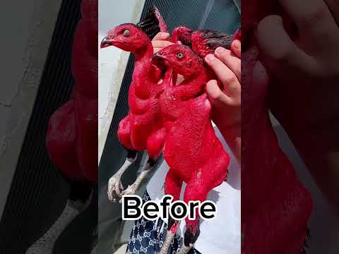 After 3 months #aseelmurga #aseelmurgafarm #chickenbreeds #chicken #myfarmupdateaseel #chickentypes