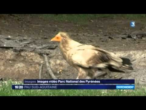 Relâcher d'un vautour percnoptère dans le Parc National des Pyrénées