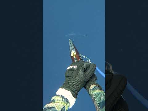 Worlds fastest Second Shot