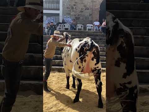 Feria Exposición de Ganado Normando en Chiscas Boyacá - Junio 14 de 2026