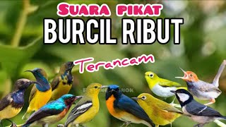 Download lagu Suara pikat burcil ribut  ampuh untuk memanggil burung liar mp3