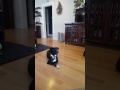 Dog (Kaia) Imitates a Siren With Hilarious Howling, Black Lab Mix Imitating Siren