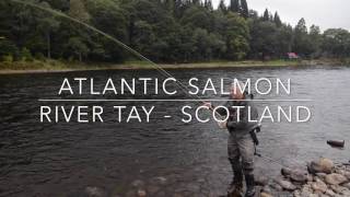 Fly Fishing River Tay salmon - how to land one