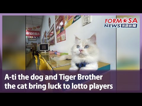 A-ti the dog and Tiger Brother the cat bring luck to lotto players｜Taiwan News