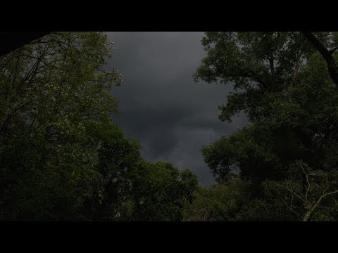 Forest Rain & Thunderstorm | Hiding under Trees for 3 HOURS