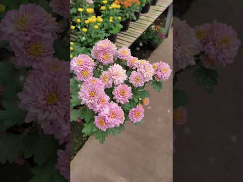 Bunga krisan #flowers #tanamahias #bungahias #orchid #flores #tanamanunggul #shortvideo #shorts