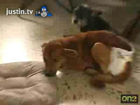 Papi Accidentally Knocked Lulu, Funny!