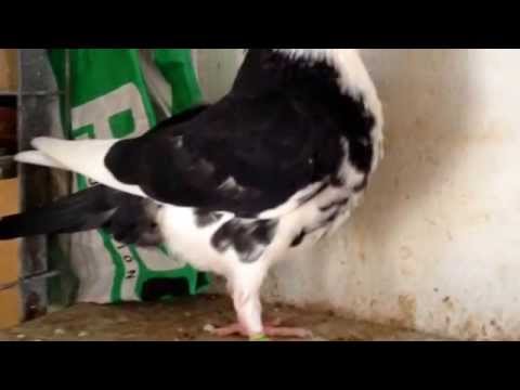 Buchon granadino "pichones 2014" Palomar Espinosa