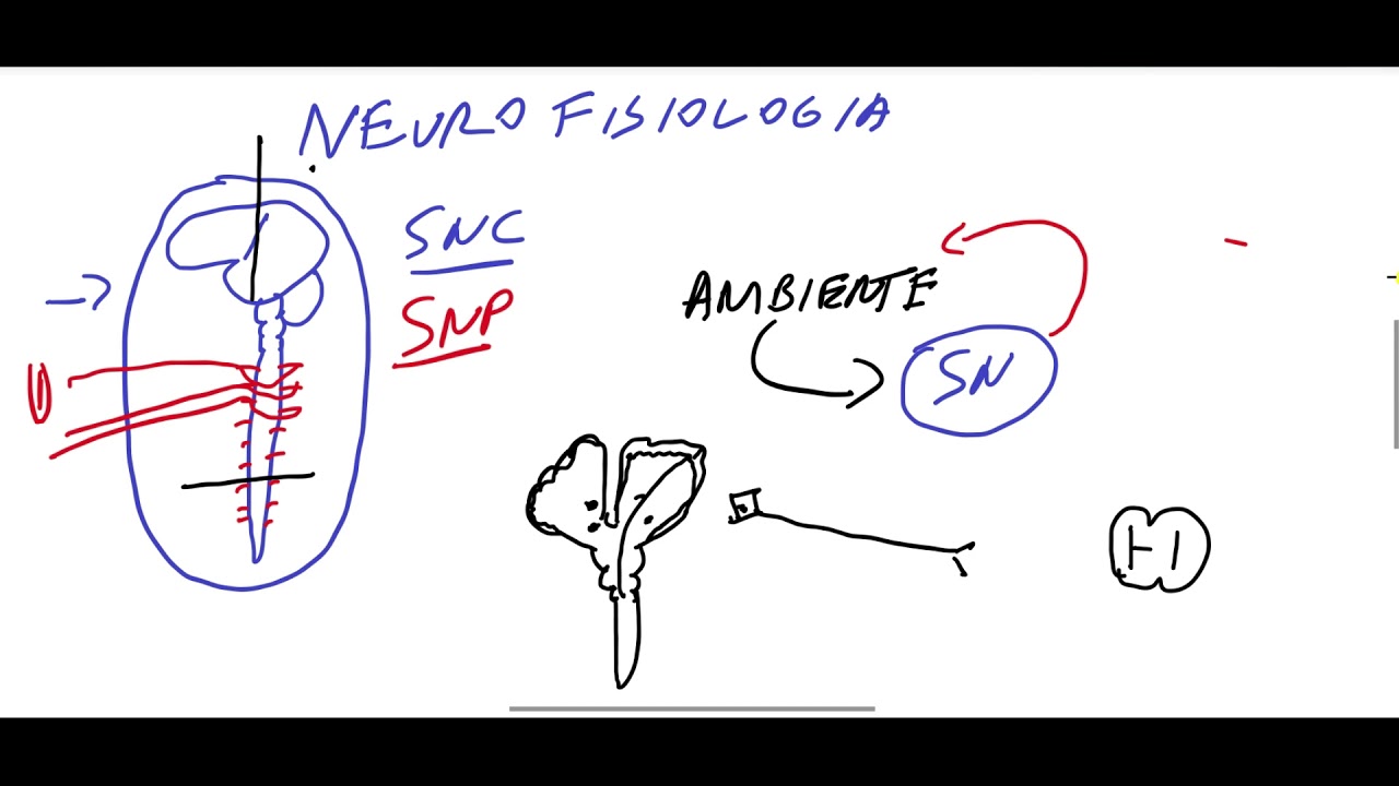 INTRODUÇÃO À NEUROFISIOLOGIA