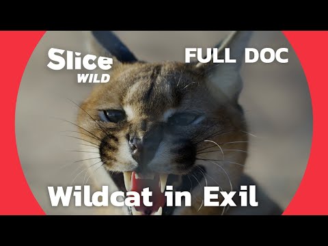 A Caracal's Journey through a Hostile City | SLICE WILD | FULL DOC