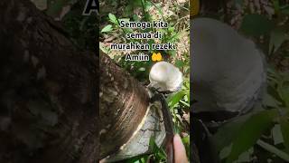 Download lagu Story wa petani karet #petanikaret #storywa #quotes #petani #katainspirasihidup #katakatabijak mp3 Download lagu Story wa petani karet #petanikaret #storywa #quotes #petani #katainspirasihidup #katakatabijak mp3