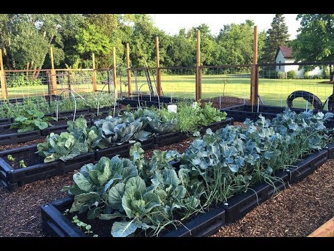 Border Timber Raised Garden Beds with Weed Mat video 1