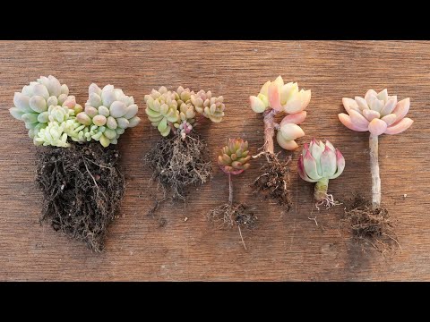 この春、多肉植物の植え替えはいつ頃できるでしょうか？植え替えを成功させるための重要なステップ  庭園