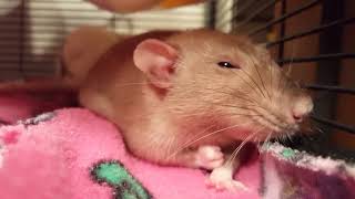 Rata aprieta el puño de la rabia