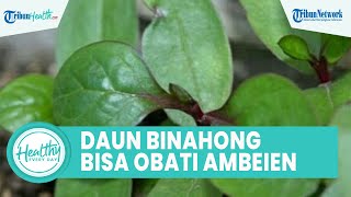 Benarkah Daun Binahong Dapat Obati Ambeien? Ini Kandungan Nutrisi untuk Kesehatan Kulit