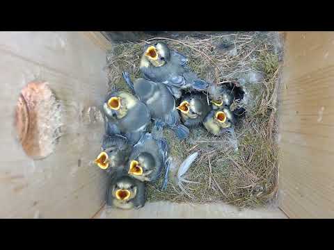 2022 05 19 Das ist ein Gewusel bei den Blauen