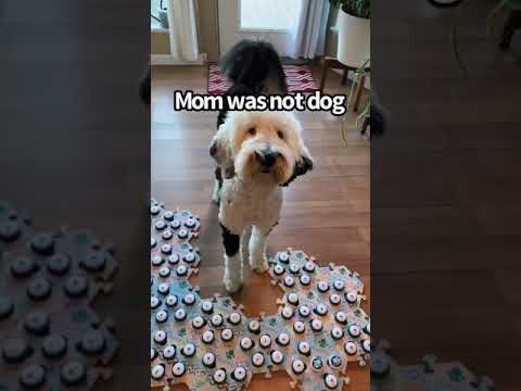 Mom Is Human | Bunny The “Talking” Dog