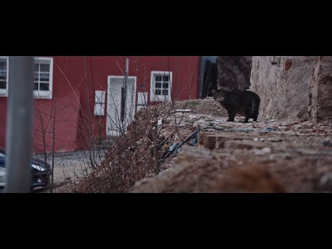 Laowa 1.33x Rear Anamorphic Adapter with OOOM 25-100mm T2.9 Cine