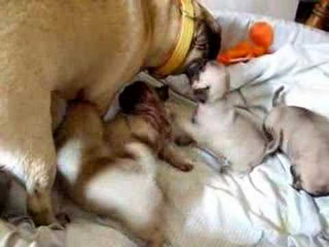 Carla, Fito y los bebés. Final