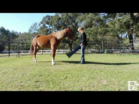 Horse Learns to Dance, Mustang Dances to Mustang Sally, Horse Dancing