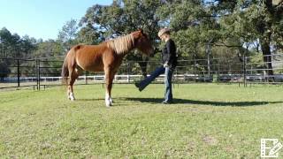 Horse Learns to Dance, Mustang Dances to Mustang Sally, Horse Dancing