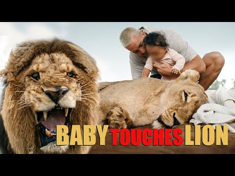 Baby touches Lion - Dean Schneider