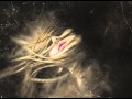 Martyn Bennett - Blackbird 