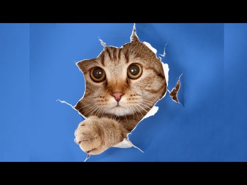 Deep Healing Music: Release Toxic Energy With These Cute Cats