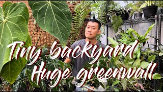 How I transform a tiny backyard into a huge vertical garden 300+ plants