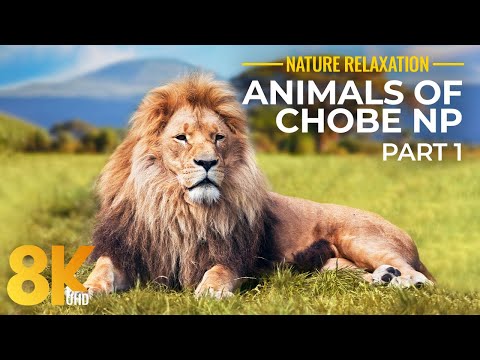 10 HRS Amazing Wildlife of Chobe National Park in 8K UHD - Incredible South Africa - Part 1