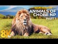10 HRS Amazing Wildlife Of Chobe National Park In 8K UHD Incredible South Africa Part 1