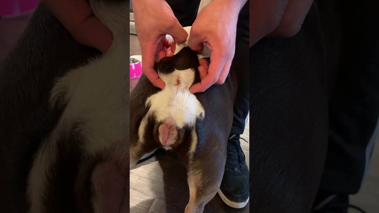 Fishy Smell coming from Dog, Squeezing Anal Glands