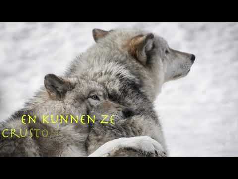 Boektrailer: De strijd met de witte wolf  (In de ban van de wolf 3) - Christine Charliers