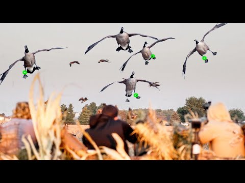 3 DAYS HUNTING FOR BANDED GEESE IN OHIO! 