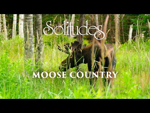 Dan Gibson’s Solitudes - Warm Breeze | Moose Country