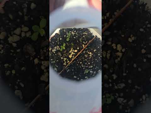 Winter Sowing Works — Even for short winter season gardeners