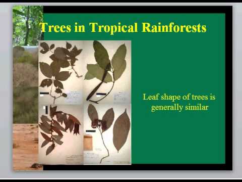 BIOL3465 Biotic Characteristics Tropical Forests Lecture 7