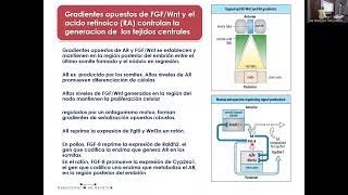 UC8B GenesHox Lateralidad e Integracion de vias de desarrollo