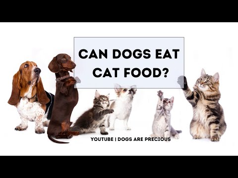 🆕what happens if my dog eats cat food? 👉 can dogs eat cat food video